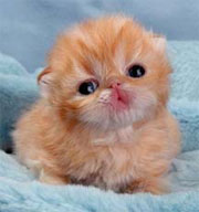 Adoption fees waived for cats and kittens - February 12 - 14!